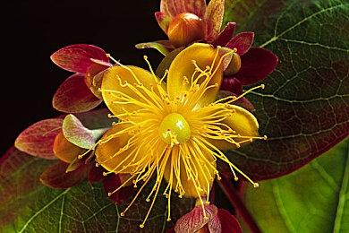 《PizzaPanic》Steam页面上线 可爱猫咪机器人配送竞速